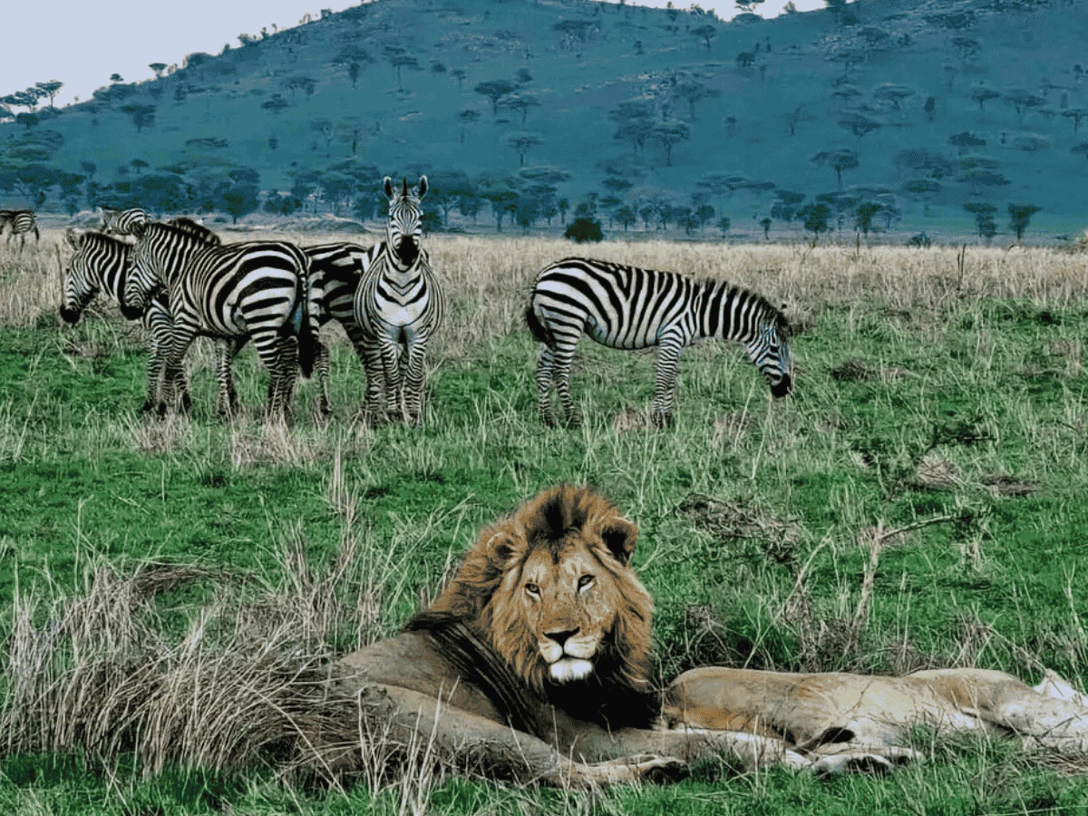 Picture 7 Days Amboseli NP, Lake Nakuru NP and Masai Mara. 7 Day kenya safari.