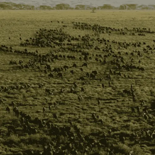 The Serengeti from above 03