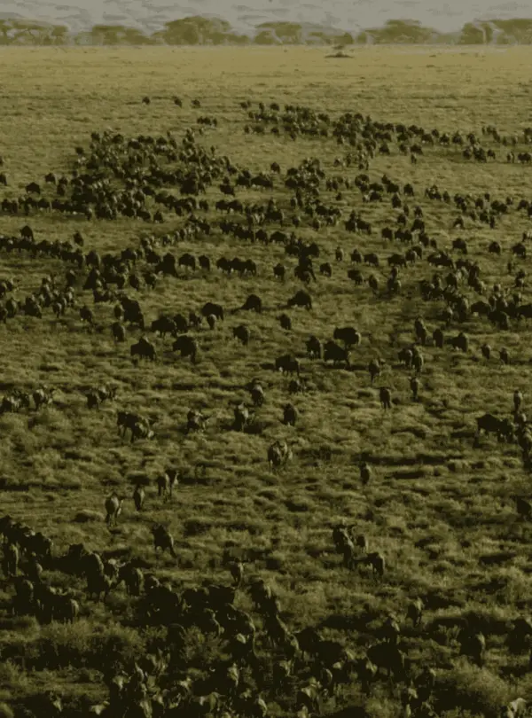 The Serengeti from above 03
