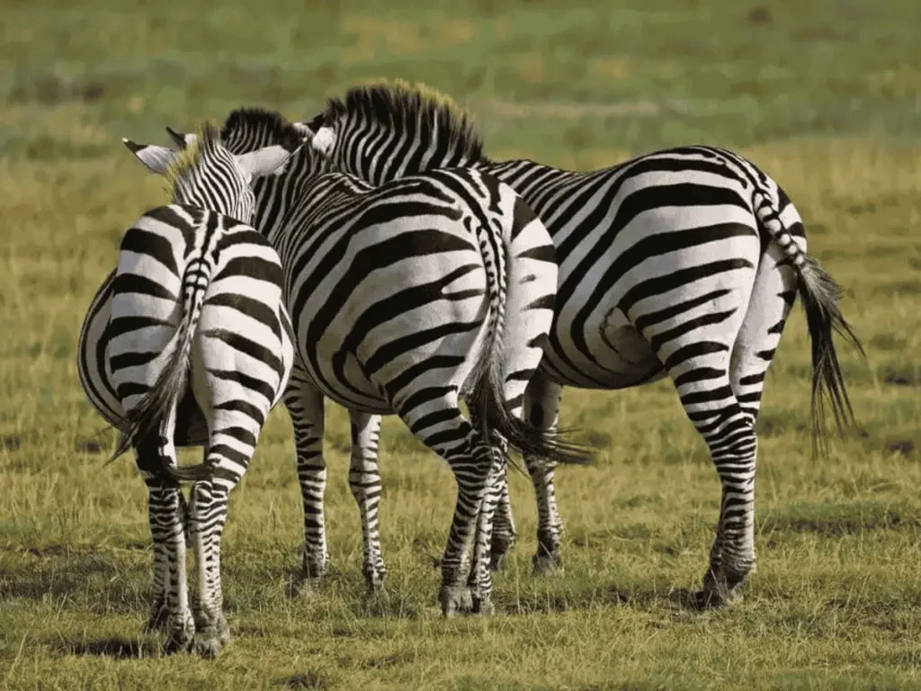 Three zebras among themselves.