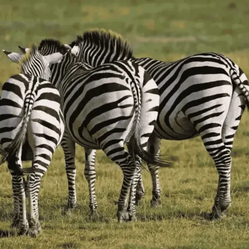 Three zebras among themselves.