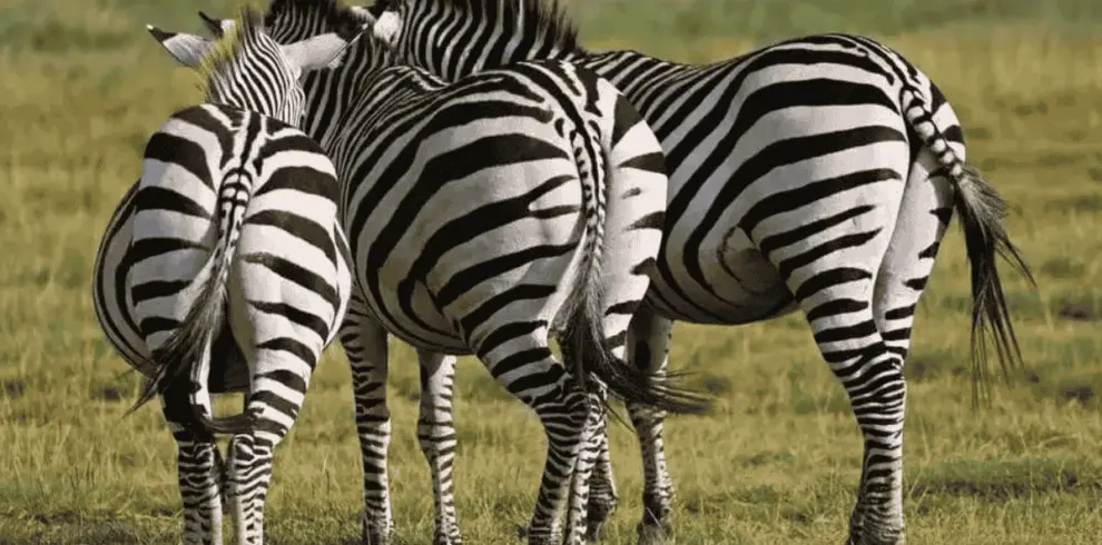 Three zebras among themselves.
