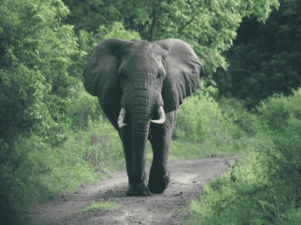 Activitie Photographic Safaris