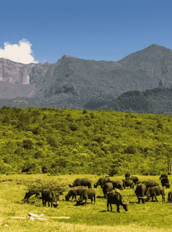 Picture 2 Days Tarangire Ngorongoro Safari 02, Tarangire and Ngorongoro Safari