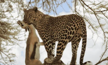 Picture 3 Days Serengeti Ngorongoro Safari 02