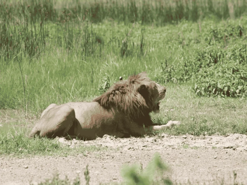 Picture 3 Day Serengeti Ngorongoro Safari 03