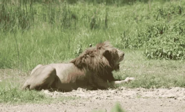 Picture 3 Day Serengeti Ngorongoro Safari 03