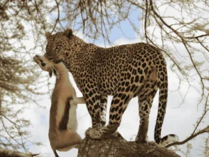 Picture 5 Days Safari Tanzania 03