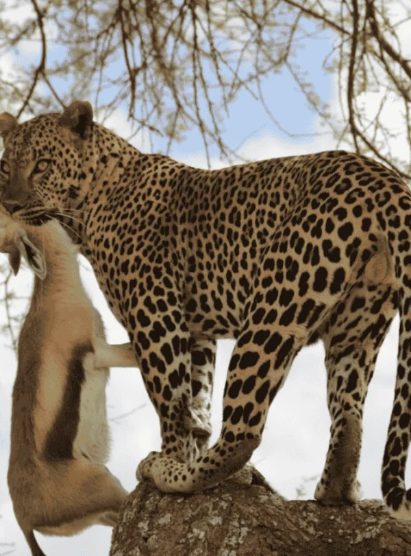 Picture 5 Days Safari Tanzania 03