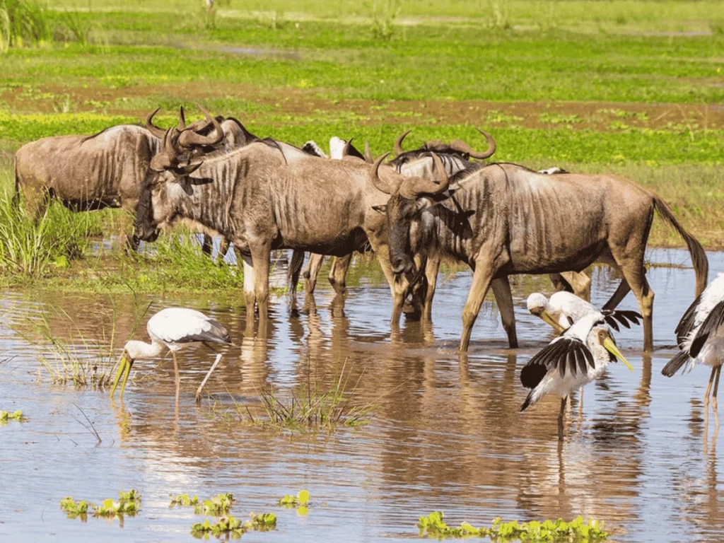 Picture 6 Days Tanzania Safari 02