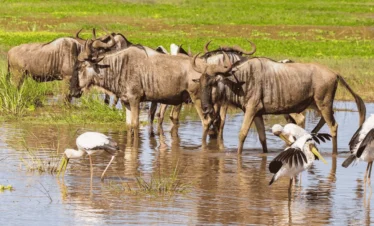 Picture 6 Days Tanzania Safari 02