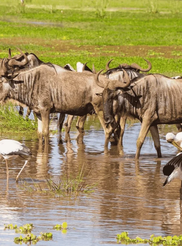 Picture 6 Days Tanzania Safari 02