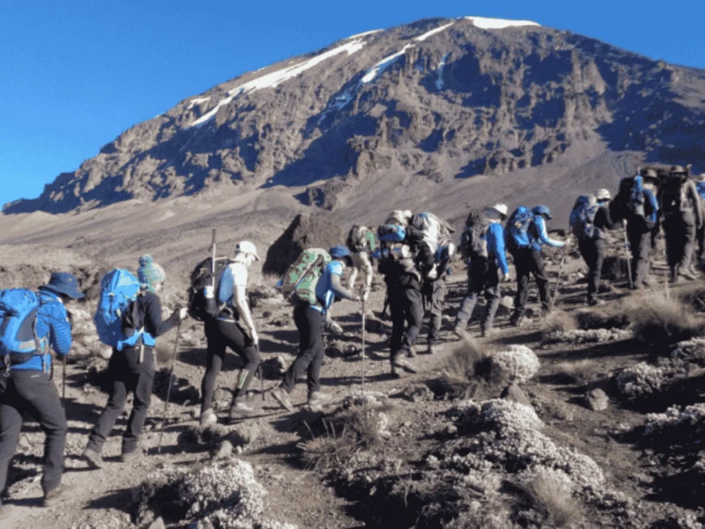 Picture 8 Days Kilimanjaro Lemosho Route 03