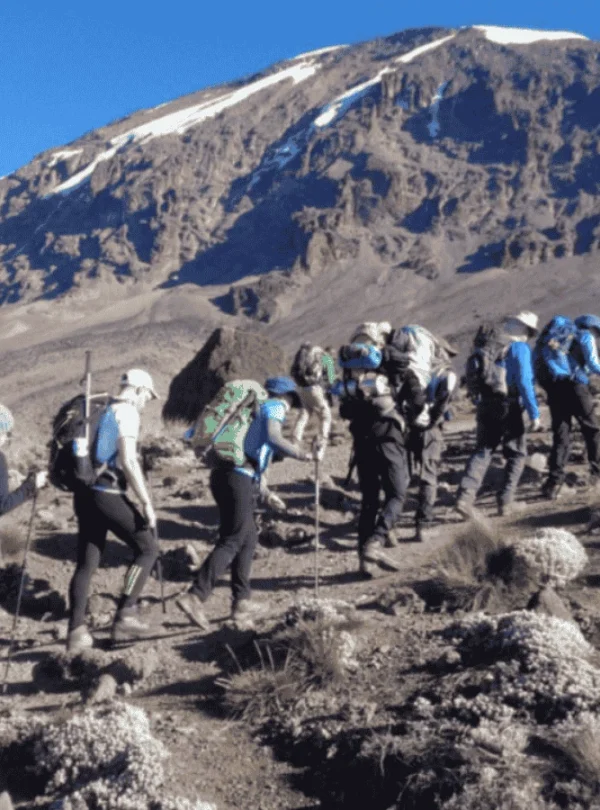 Picture 8 Days Kilimanjaro Lemosho Route 03