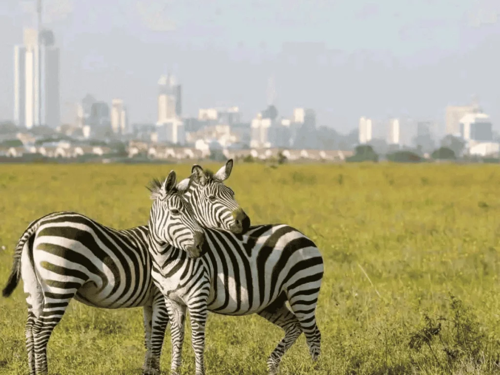 Pictured are two zebras in Nairobi National Park. The Nairobi skyline is in the background. Day Trip Nairobi National Park with Maus Safari