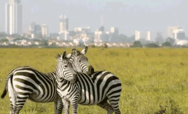Pictured are two zebras in Nairobi National Park. The Nairobi skyline is in the background. Day Trip Nairobi National Park with Maus Safari