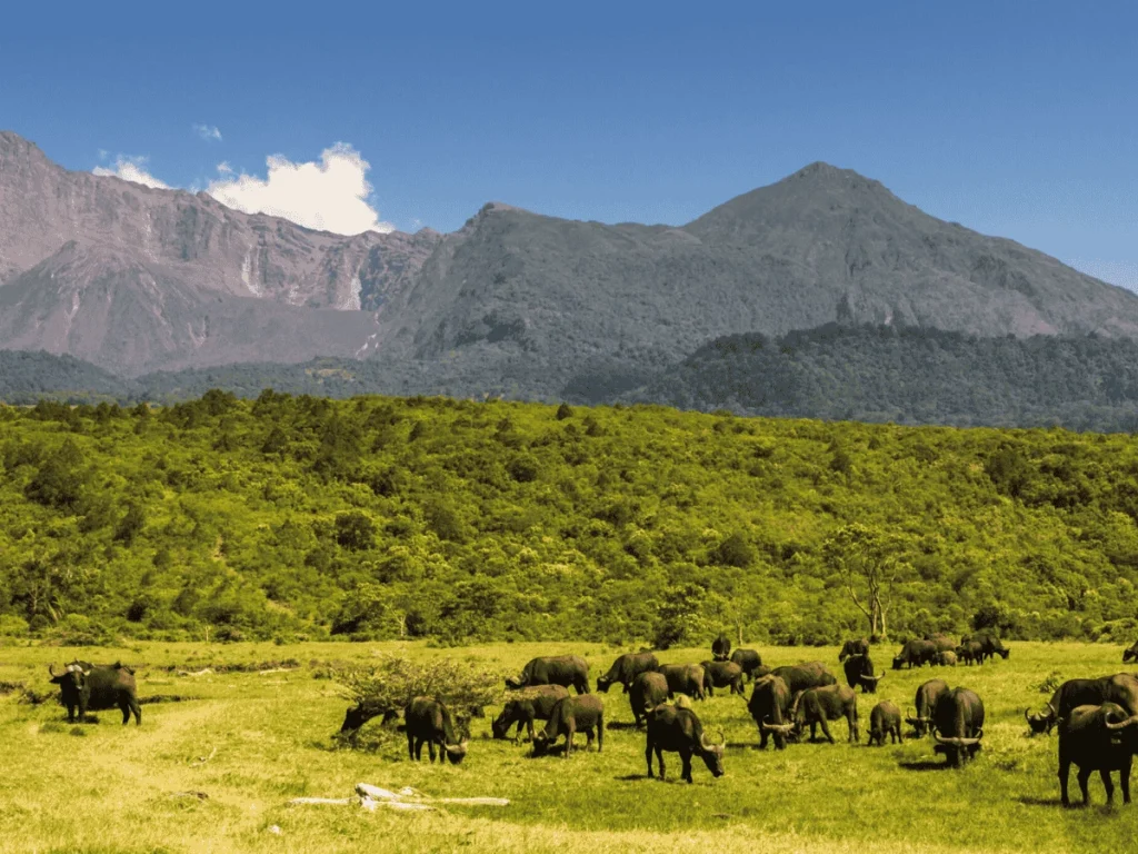 Picture Daytrip Arusha NP 02