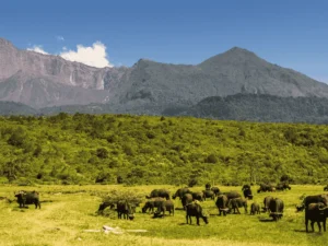 Picture Daytrip Arusha NP 02