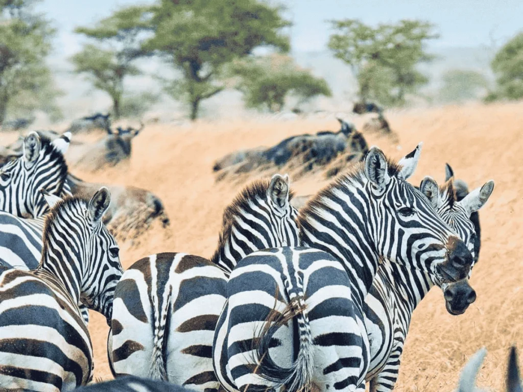 A herd of zebras can be seen in Mikumi National Park.