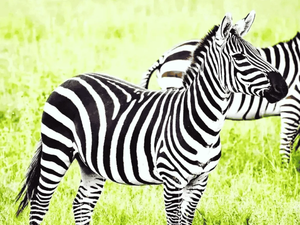 A herd of zebras in Tarangire National Park