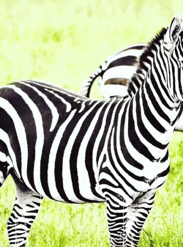 A herd of zebras in Tarangire National Park