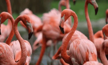 Picture Lake Manyara NP Day Trip 02