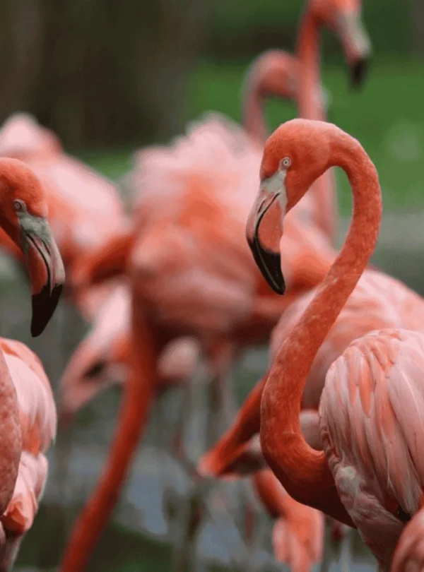 Picture Lake Manyara NP Day Trip 02