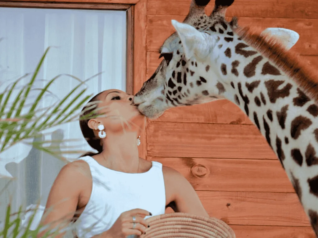 Pickture Serval Wildlife day trip. A woman lovingly kisses the nose of a giraffe.