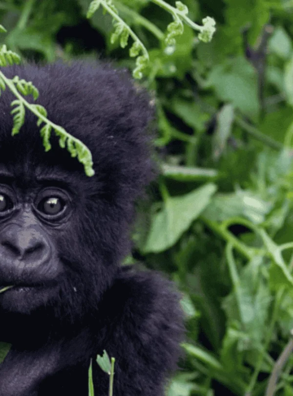 Activitie Chimpanzees and Gorillas with Maus Safari