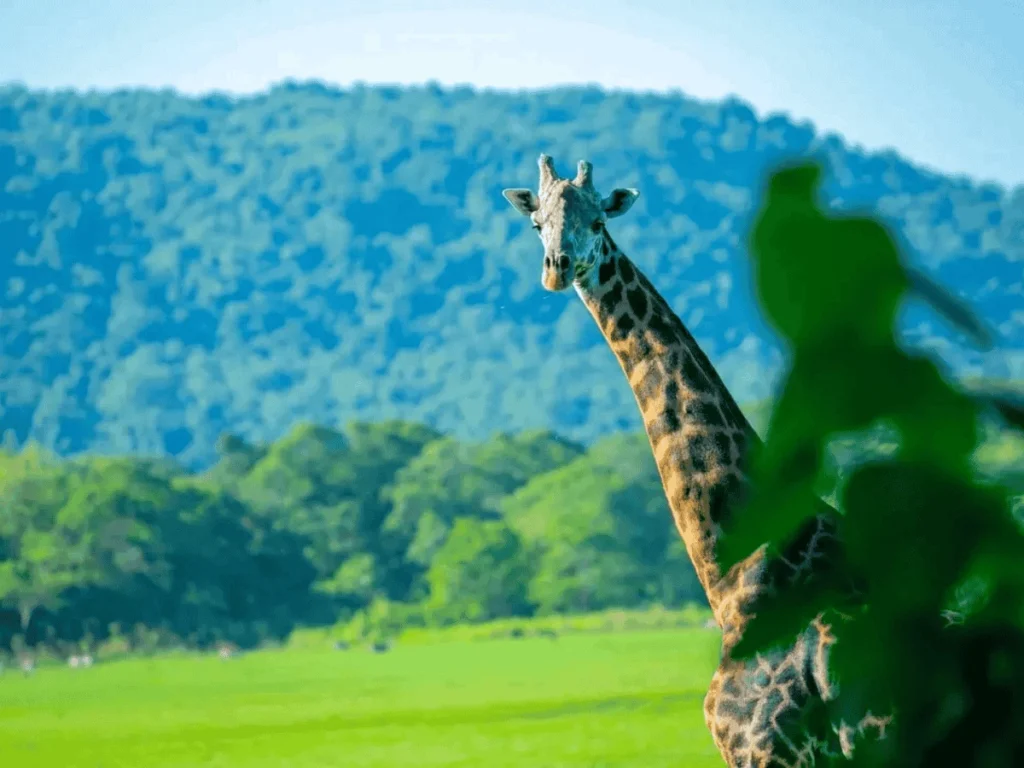 Picture 13 Days Classic Uganda Primates Tour 02