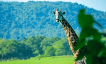 Picture 13 Days Classic Uganda Primates Tour 02