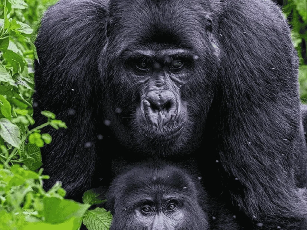 Picture 13 Days Classic Uganda Primates Tour 04