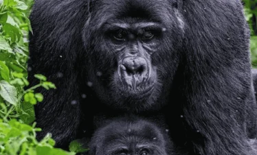 Picture 13 Days Classic Uganda Primates Tour 04