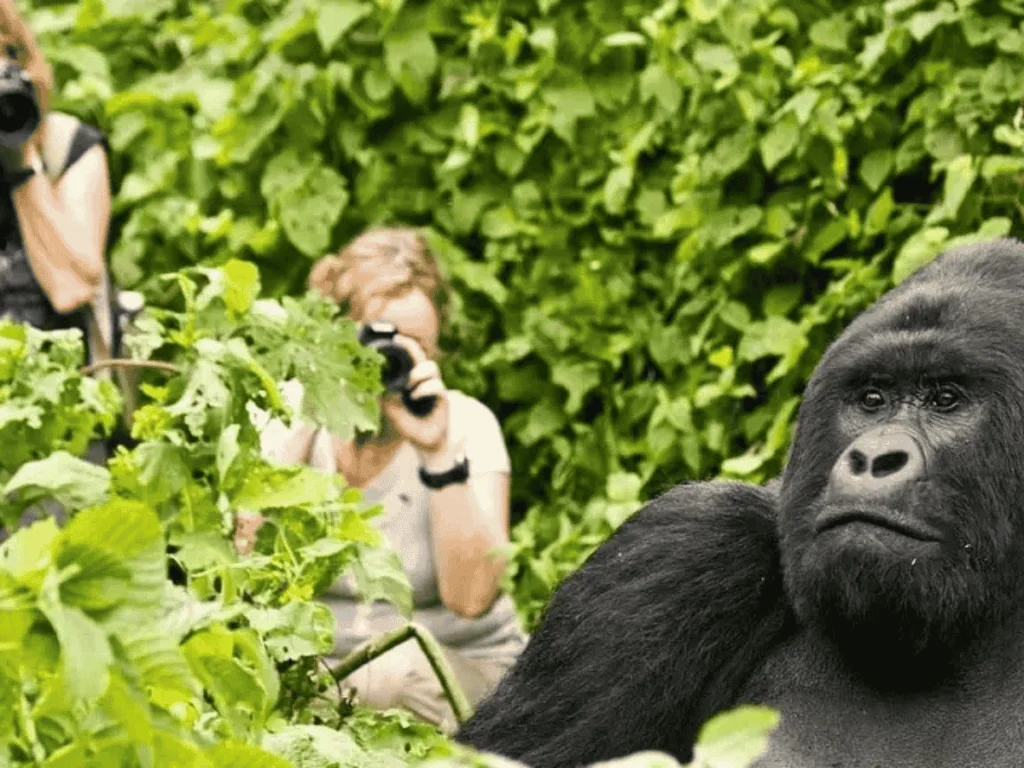 Picture 3 Days Gorilla Trekking Uganda 03 with Maus Safari Company