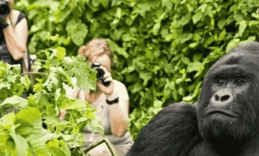 Picture 3 Days Gorilla Trekking Uganda 03 with Maus Safari Company
