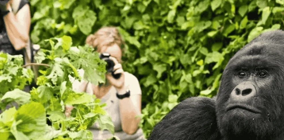 Picture 3 Days Gorilla Trekking Uganda 03 with Maus Safari Company