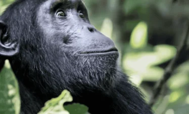 Picture 9 Days Uganda Gorilla Trekking Safari 01 with Maus Safari Company