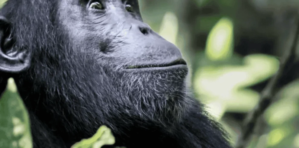 Picture 9 Days Uganda Gorilla Trekking Safari 01 with Maus Safari Company