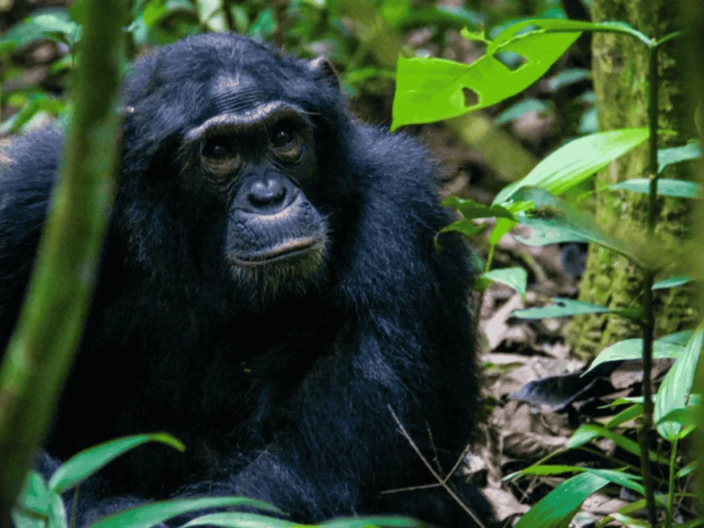 Picture 9 Days Gorilla trekking and safari 02