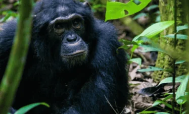 Picture 9 Days Gorilla trekking and safari 02