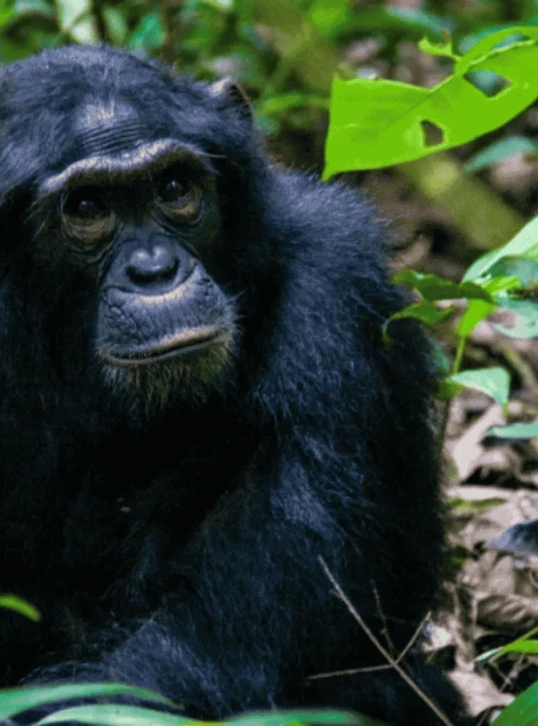 Picture 9 Days Gorilla trekking and safari 02