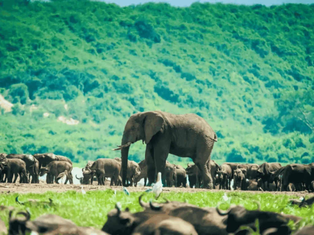 Picture 9 Days Gorilla trekking and safari 03. A herd of elephants,