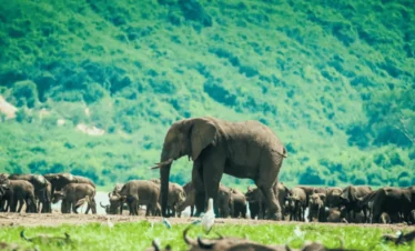 Picture 9 Days Gorilla trekking and safari 03. A herd of elephants,