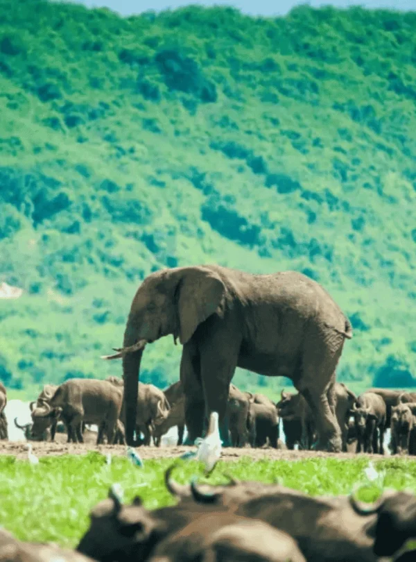 Picture 9 Days Gorilla trekking and safari 03. A herd of elephants,
