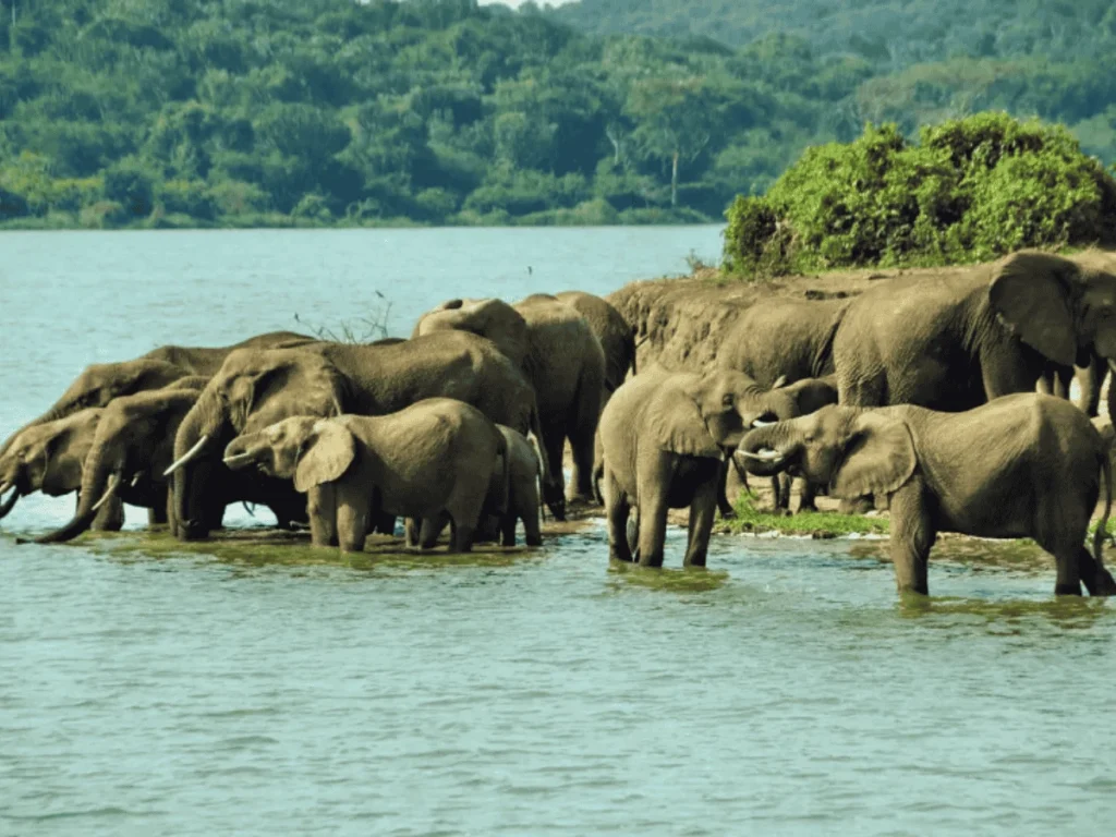 Picture 9 Days Gorilla trekking and safari 04. Herd of elephants.
