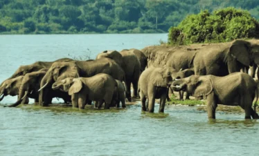 Picture 9 Days Gorilla trekking and safari 04. Herd of elephants.