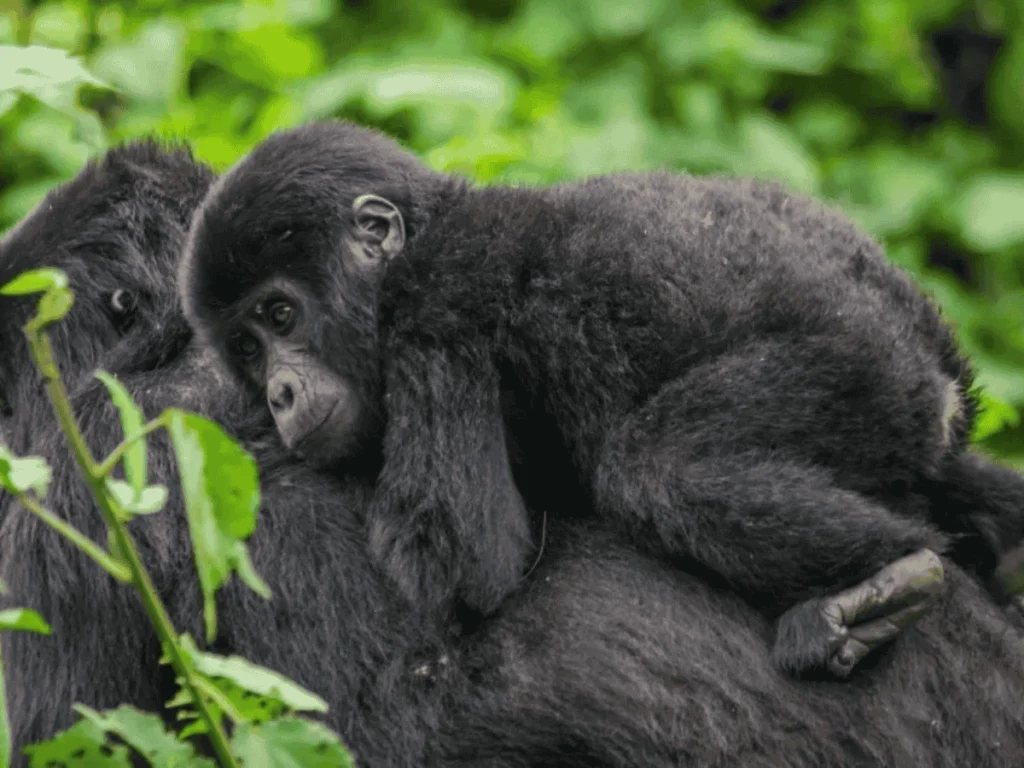 Picture 9 Days Gorilla trekking and safari 05