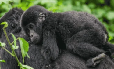 Picture 9 Days Gorilla trekking and safari 05