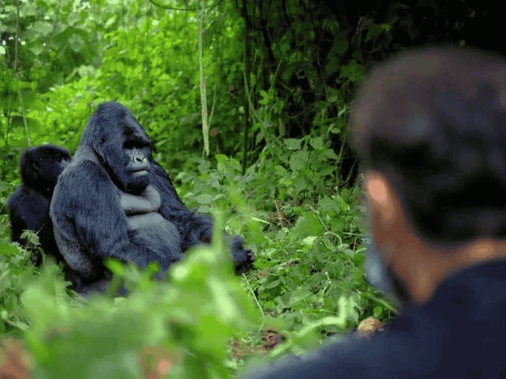Picture Destination Uganda. Observation of a chimpanzee on a trip with Maus Safari Company.